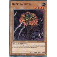 Ibicella Lutea MP21-DE009