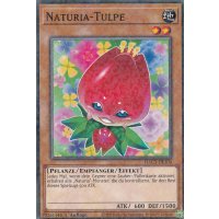 Naturia-Tulpe HAC1-DE104