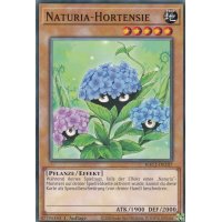 Naturia-Hortensie HAC1-DE107c