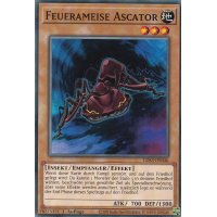Feuerameise Ascator LDS3-DE046