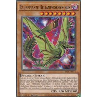 Raubpflanze Heliamphorhynchus LDS3-DE072