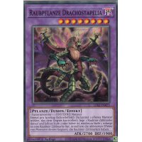 Raubpflanze Drachostapelia LDS3-DE075