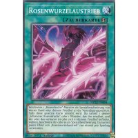 Rosenwurzelaustrieb MP22-DE094