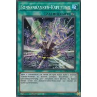 Sonnenranken-Kreuzung MP22-DE116