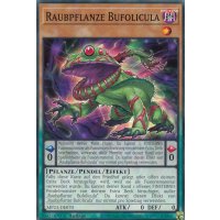 Raubpflanze Bufolicula MP23-DE070