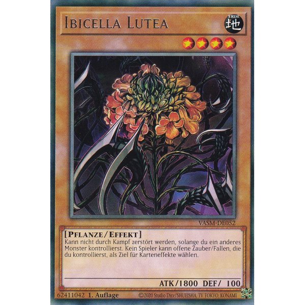 Ibicella Lutea VASM-DE052