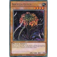 Ibicella Lutea VASM-DE052