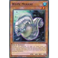Weiße Muräne BLC1-DE051