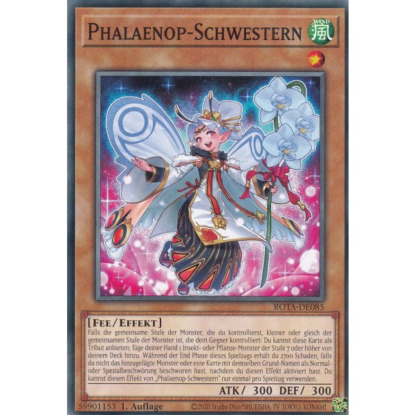 Phalaenop-Schwestern ROTA-DE085