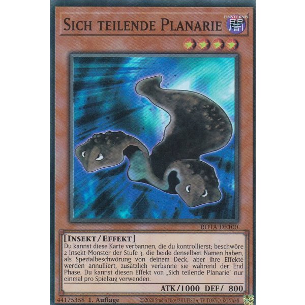 Sich teilende Planarie ROTA-DE100