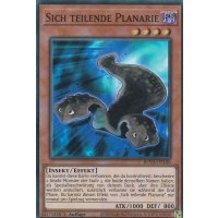 Sich teilende Planarie ROTA-DE100