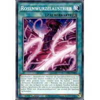 Rosenwurzelaustrieb L5DD-DEA23