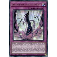 Erbl&uuml;hen der dunkelsten Rose L5DD-DEA25