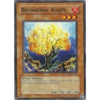 Brennende Algen IOC-DE062