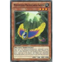 Mystischer Macrocarpa-Samen LVAL-DE035