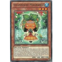 Sylvanische Mikorange LVAL-DE081