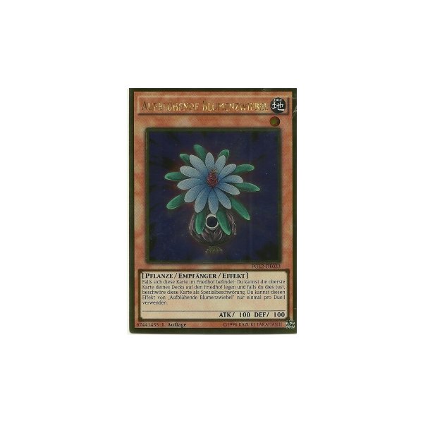 Aufbl&uuml;hende Blumenzwiebel PGL2-DE033