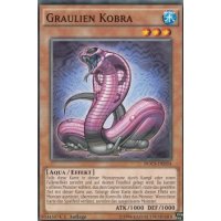 Graulien Kobra DOCS-DE034