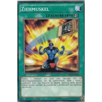 Ziehmuskel YS16-DE024