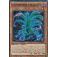 Raubpflanze Schlauchpflanzameise FUEN-DE001