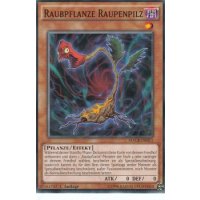 Raubpflanze Raupenpilz MACR-DE011