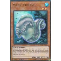 Weiße Muräne BLLR-DE018
