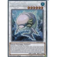 Weißer Auradelfin BLLR-DE019