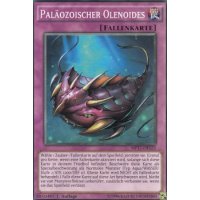 Paläozoischer Olenoides MP17-DE122