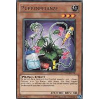 Puppenpflanze TU05-DE006