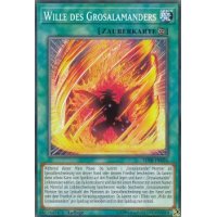Wille des Grosalamanders SDSB-DE026
