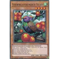 Sternguckender Star DANE-DE024