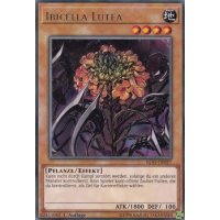 Ibicella Lutea IGAS-DE027