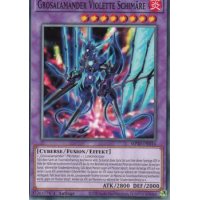 Grosalamander Violette Schimäre MP20-DE016