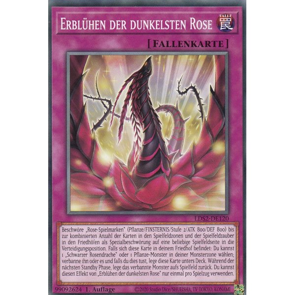 Erbl&uuml;hen der dunkelsten Rose LDS2-DE120